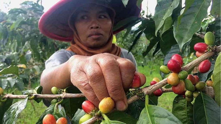 Petani kopi di Jawa Tengah (Sumber:Kompas.id)