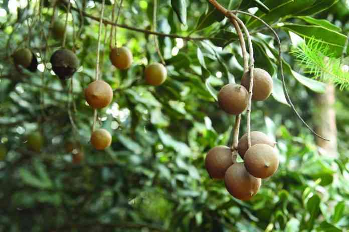 Pohon dan buah Makadamia (Sumber:Sumut24.com)