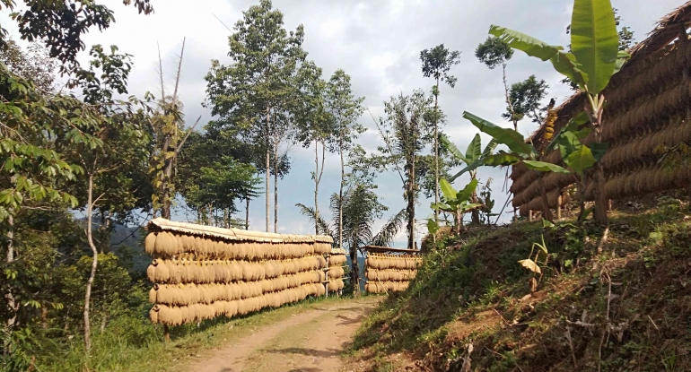 Padi-padi yang diikat di sepanjang jalan kampung adat Kasepuhan Ciptagelar [Dok: Pribadi]