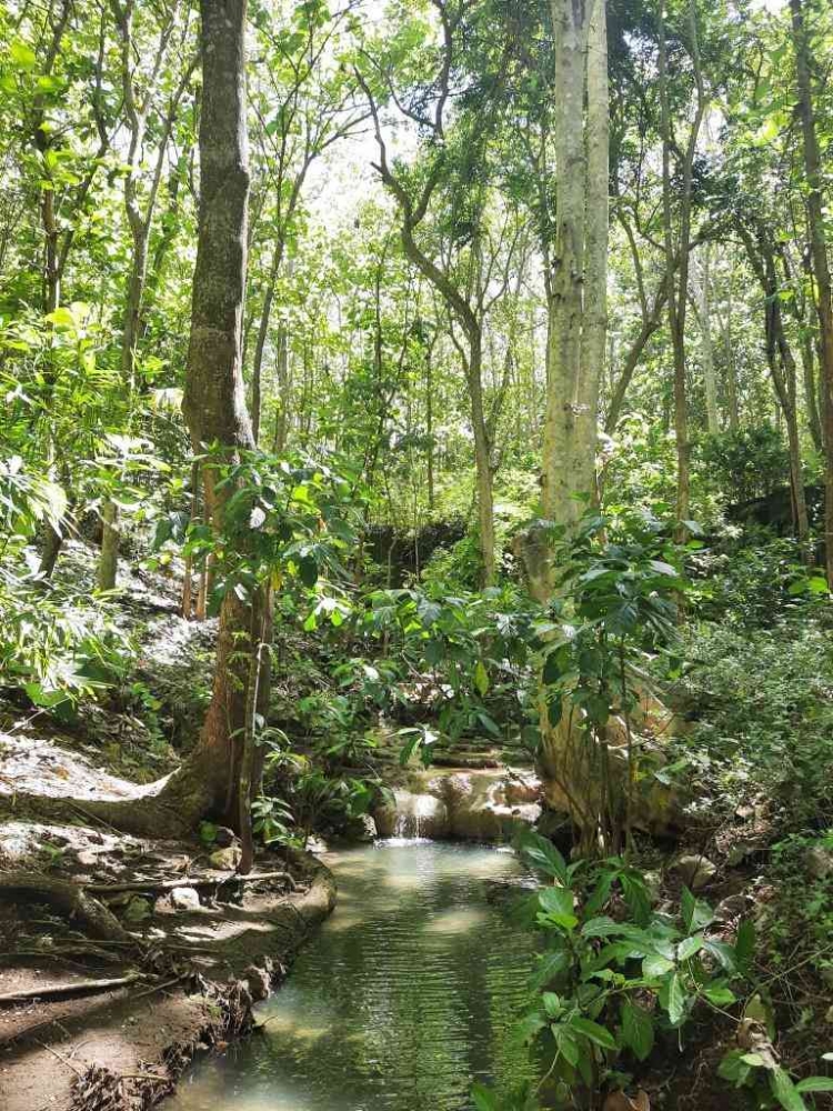 Sungai kecil dari arah Maelang yang dikeliling pepohonan endemik. Dokumentasi penulis
