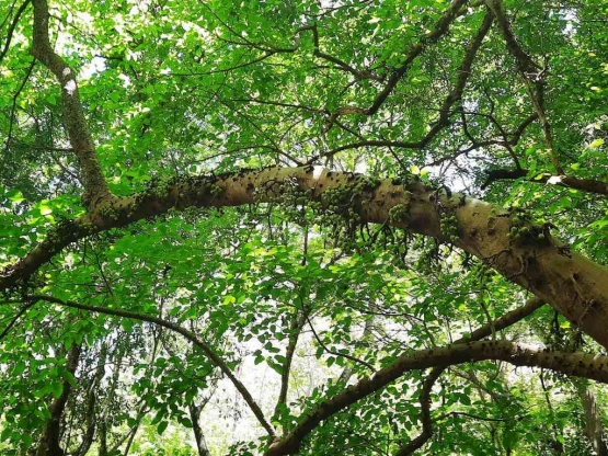 Pohon Elo gondang (Ara) yang berada di atas Maelang. Dokumentasi penulis