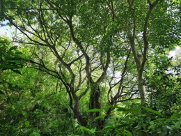 Kawasan hutan alam di atas Maelang. Dokumentasi penulis
