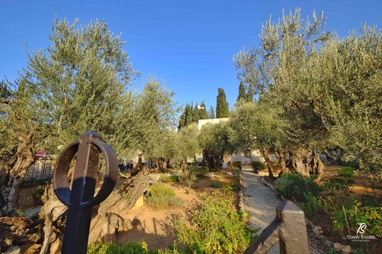Taman Getsemani-Yerusalem. Sumber: dokumentasi pribadi