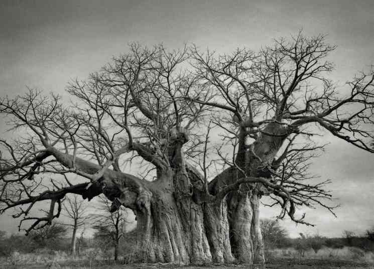 https://www.mongabay.co.id/2015/12/08/foto-12-pohon-pohon-tertua-dari-seluruh-dunia/