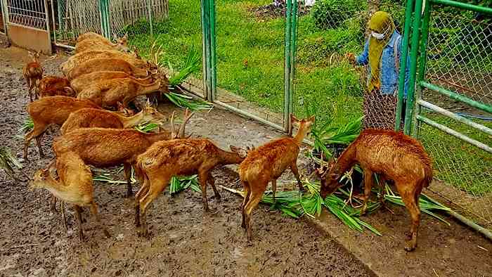 Deer feeding di TWA Tunak. Dokumentasi Pribadi