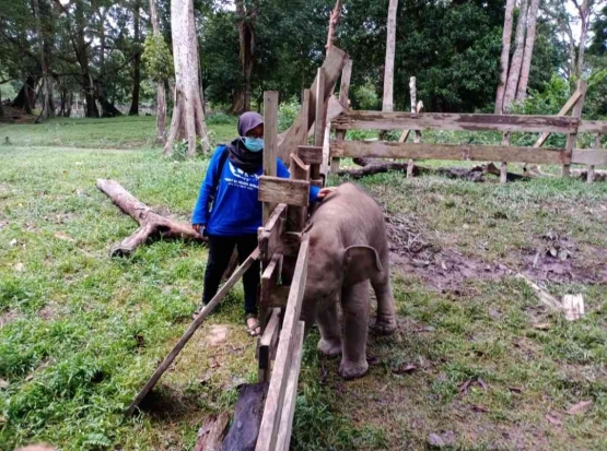 Keterangan foto: Pengunjung saat berfoto bersama salah satu gajah yang dititipkan oleh BBKSDA Riau. Foto: Dokumen pribadi.