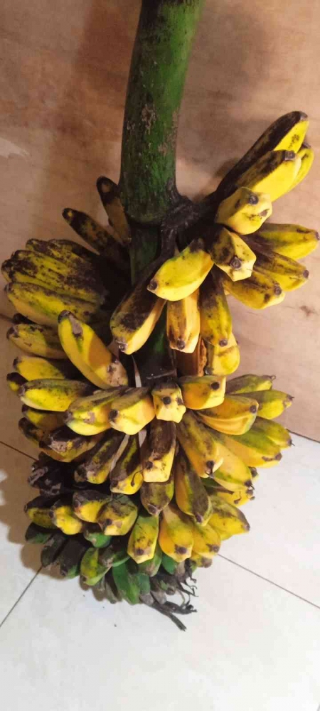 Pisang kepok (dokpri) 