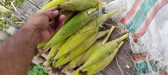 Ini adalah jagung mentah yang dijual di pinggir jalan, Motamaro, jalan Trans Timor (dok pribadi)