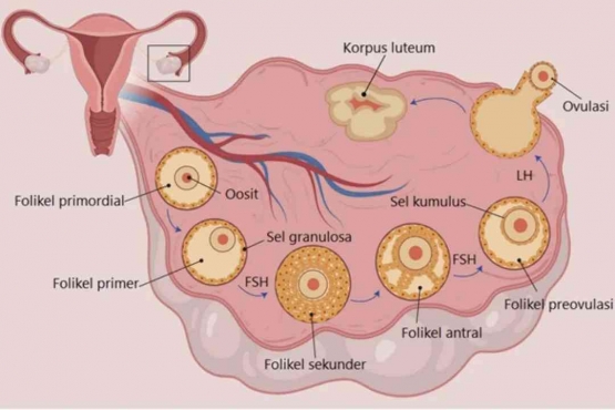 Folikel | sumber: bocahindonesia.com
