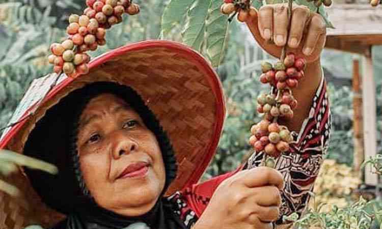 Perempuan pemetik kopi di Desa Wisata Rigis Jaya. Foto: Dok. Desa Rigis Jaya