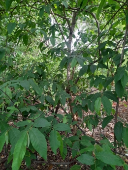 Pohon Koknaba (dok pribadi)