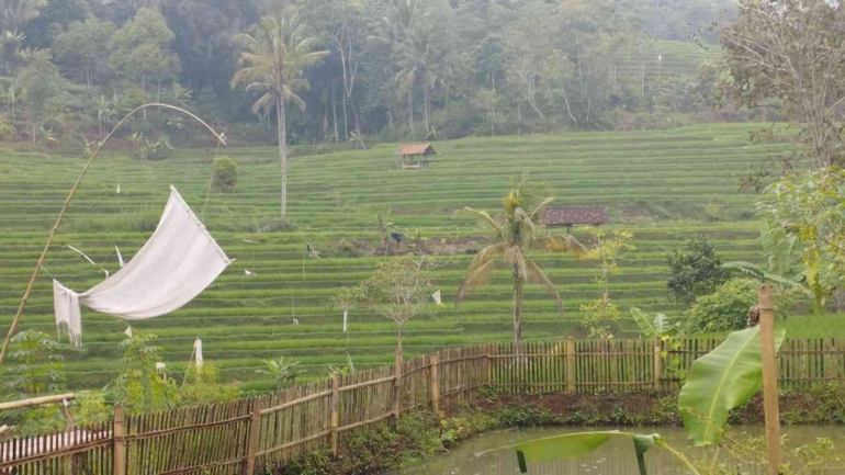 Hamparan Sawah Desa Samida (Dok. DeWi Samida)