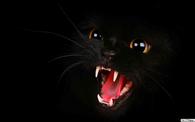 Koleksi foto https://www.besthdwallpaper.com/cats/black-cat-open-mouth-dt_en-US-81642.html