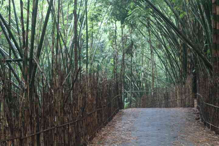 Belajar Kegigihan Dari Sebatang Bambu Di Desa Wisata Sanankerto Halaman ...