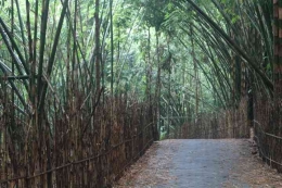 Tumbuhan bambu nan rimbun, sumber eastjavatrip.id