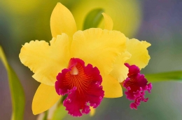 Bunga Cattleya. Sumber: gsibergerin on pixabay.com
