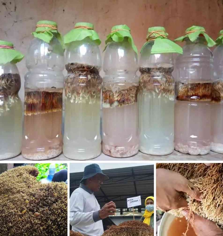 Proses pembuatan Jamur Keberuntungan Abadi (Jakaba). dokpri
