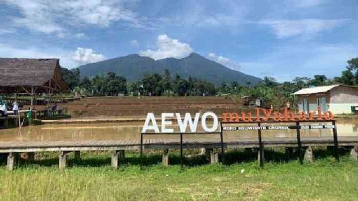 Pesona Menjanjikan Indahnya Bentang Sawah Organik Desa Wisata ...