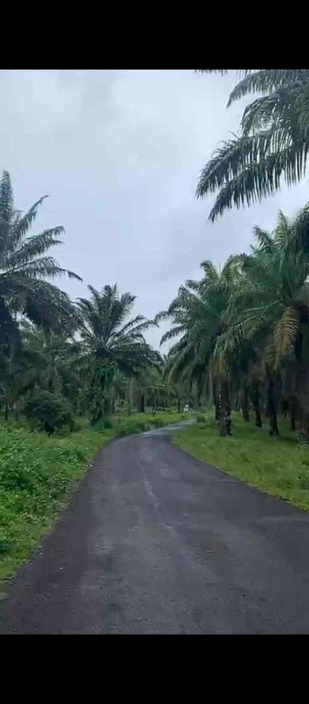 Kebun sawit. dok pribadi