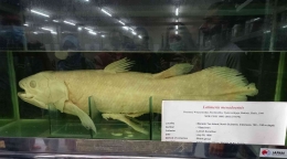 Contoh koleksi basah: spesimen ikan purba yang ditemukan tahun 1998 di Manado (Dokumentasi Pribadi).