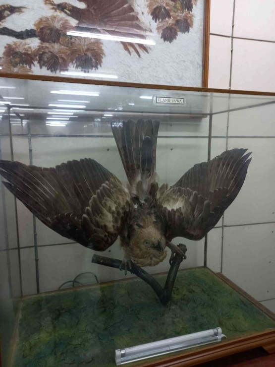 Contoh koleksi kering: spesimen Elang Jawa, Burung Garuda Indonesia (Dokumentasi Pribadi).