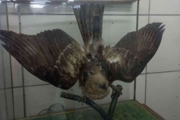 Elang Jawa adalah Burung Garuda, lambang negara Indonesia (Dokumentasi Pribadi).