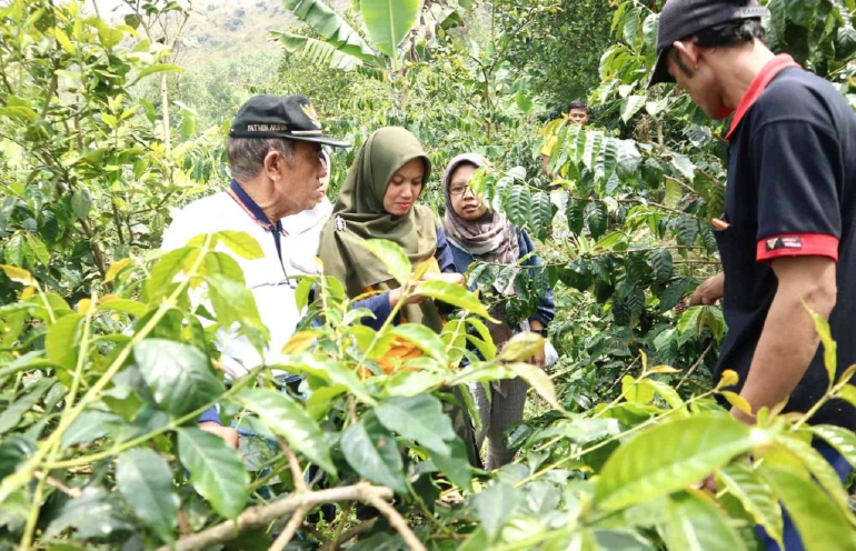 Pengamatan hama penyakit kopi/dok.pri