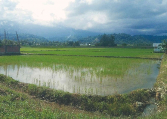 Lahan sawah sebagai penghasil pangan di Kabupaten Poso Sulteng. Doc Pri