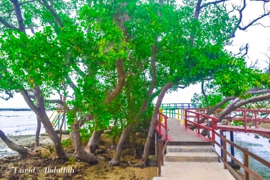Pepohonan rindang di area Desa Wisata Pantai Kutang. Selain menyejukkan suasana, juga amat cocok untuk berswafoto. | Dokumentasi pribadi