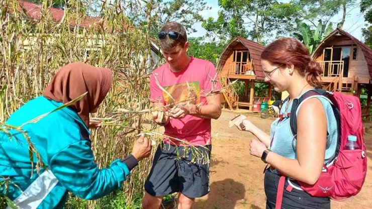Pemandu Wisata Purna Migran Indonesia Menjelaskan Tentang Tanaman Hanjeli. Sumber Foto: Asep Hidayat Mustofa