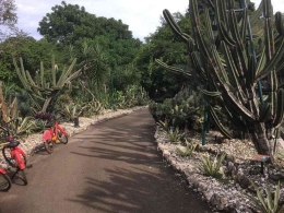 Kaktus dan Sepeda di Taman Meksiko