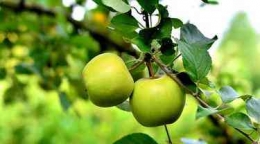 Apel Manalagi di Agrowisata Petik Apel Gubugklakah | Pixabay