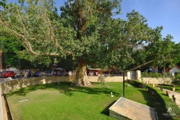 Pohon Zacchaeus di Jericho yang terkenal. Sumber: dokumentasi pribadi