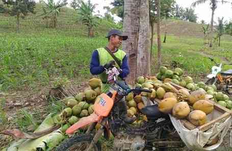 Petani kelapa di desa Gajahrejo kabupaten Malang (Dokpri)