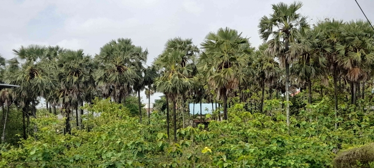 Populasi pohon Saboak alias Lontar, tumbuh bergerombol di lahan kosong Kota Kupang (dok pribadi)