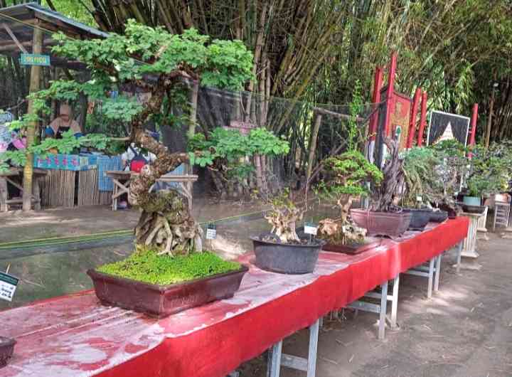 Bursa bonsai di Taman Wisata Pasar Papringan Kalikerto (dokpri)