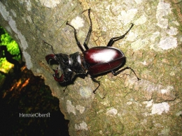 Kumbang di hutan | foto: HennieOberst 