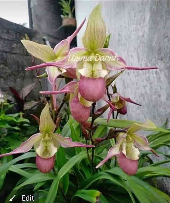 Phragmipedium Calurum by Ummu Danish Orchids