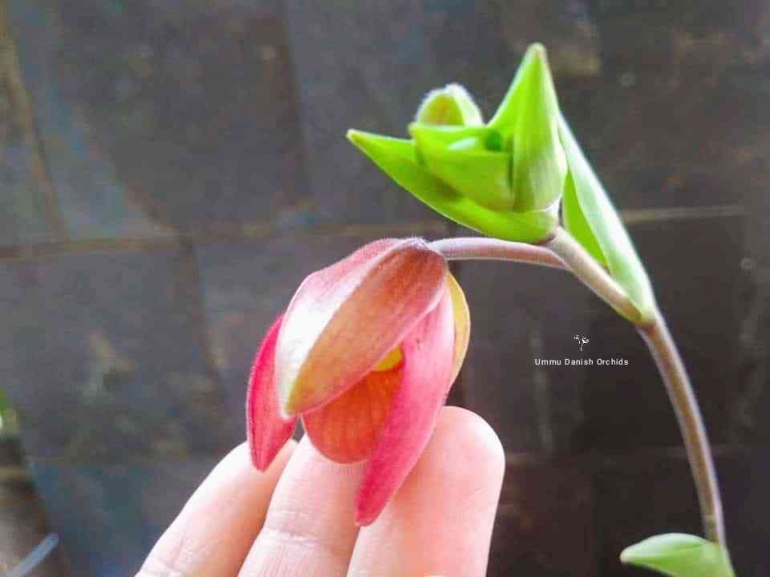 Phragmipedium besseae by Ummu Danish Orchids