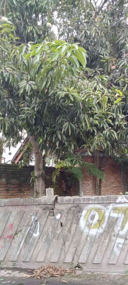 Pohon mangga di depan rumahku. (dokumen pribadi)
