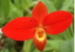 Phragmipedium besseae. Sumber: orchid-care-tips.com