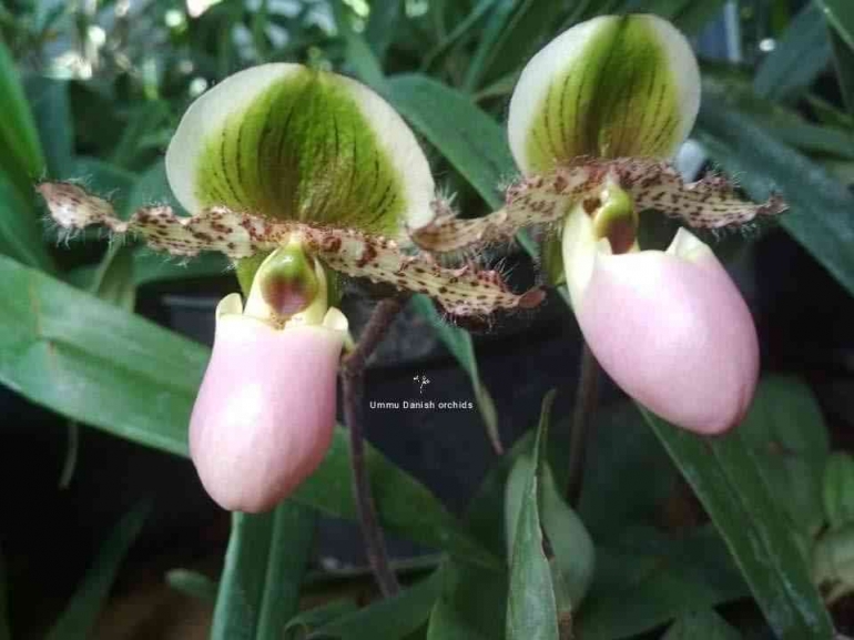 Paphpio.glaucopyllum by Ummu Danish Orchids