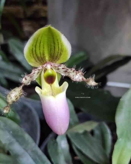 Paphio glaucopyllum by Ummu Danish Orchids