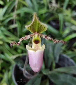 Paphio glaucopyllum by Ummu danish Orchids