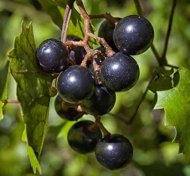 Gambar 1  Anggur muscadine. Sumber: https://leightonphotography.photoshelter.com/