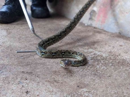penangkapan ular dengan tongkat | dokpri