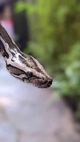 Python molurus | dokpri.