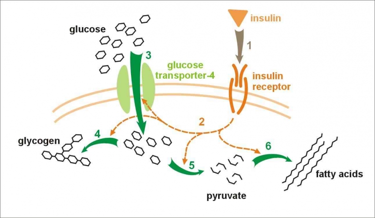 insulin-glucose-metabolism-637797ed08a8b540c364a602.jpeg