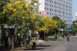 Tabebuya warna kuning sedang mekar di pinggir jalan Kota Surabaya (dok foto: Pemkot Surabaya via travel.kompas.com)