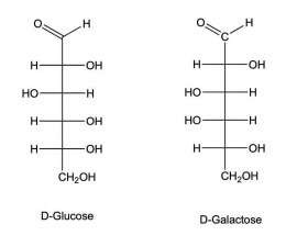 Image Gambar 2  Perbedaan rantai D-galaktosa dengan L-galaktosacaption (Gambar dok. pribadi)